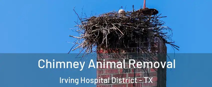 Chimney Animal Removal Irving Hospital District - TX