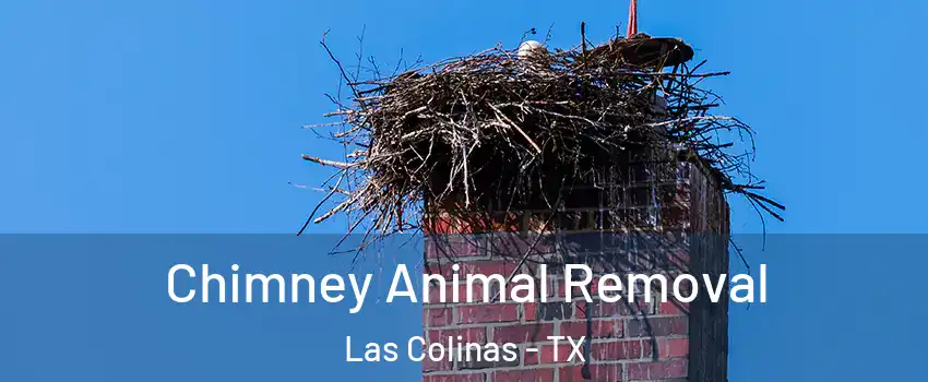 Chimney Animal Removal Las Colinas - TX