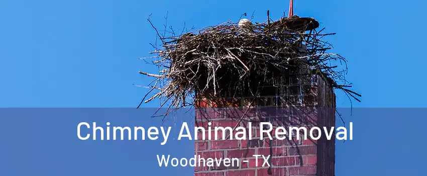 Chimney Animal Removal Woodhaven - TX